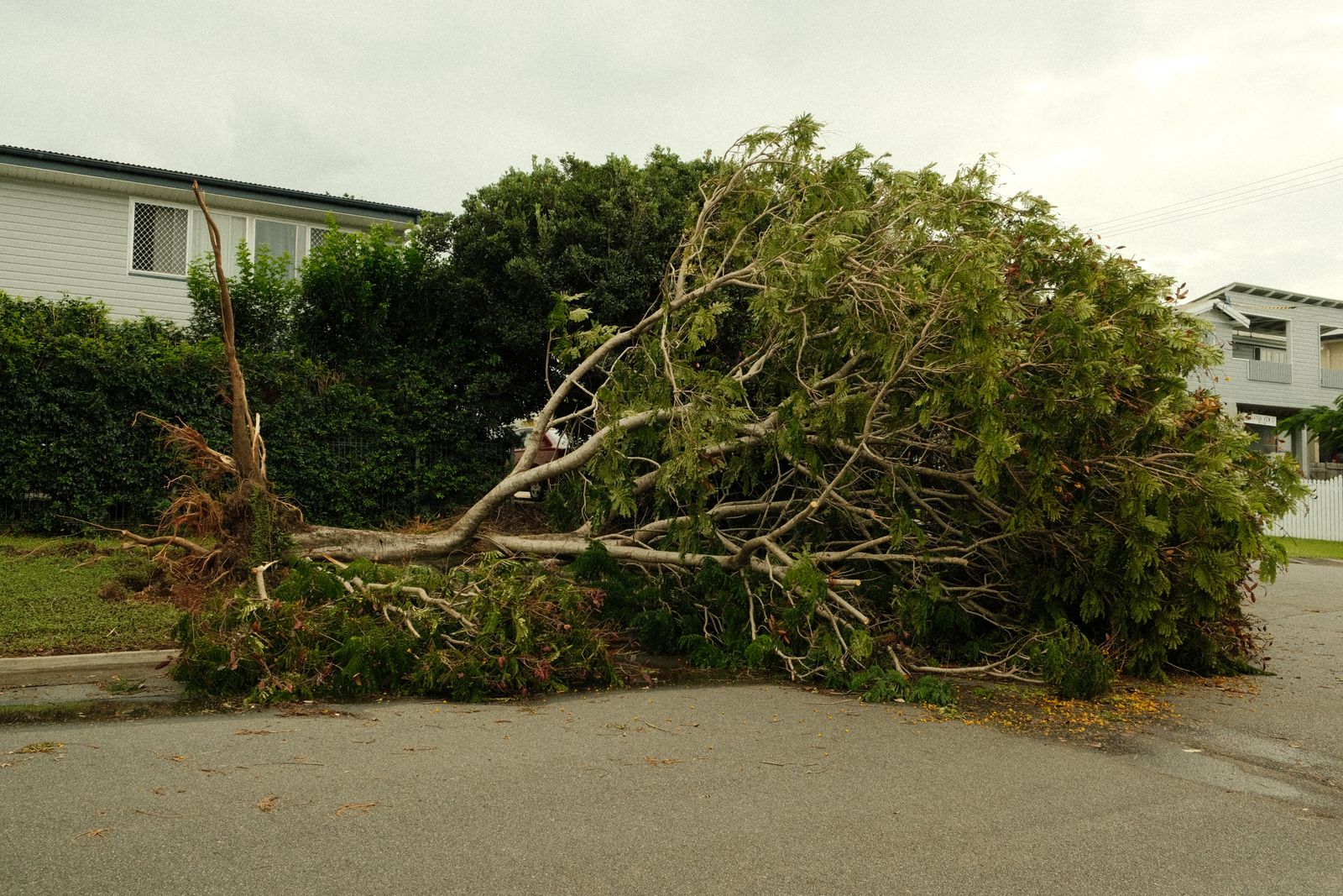 Large uprooted tree lying across a suburban street after a storm