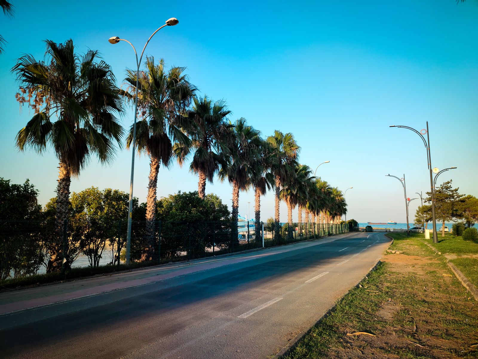Row of mature palms along a Tampa Bay road